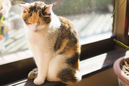コウケントー光線治療で高齢の猫ちゃんの腎不全・腸閉塞の動物病院治療と併用して行う場合、弱いカーボンで十分です。