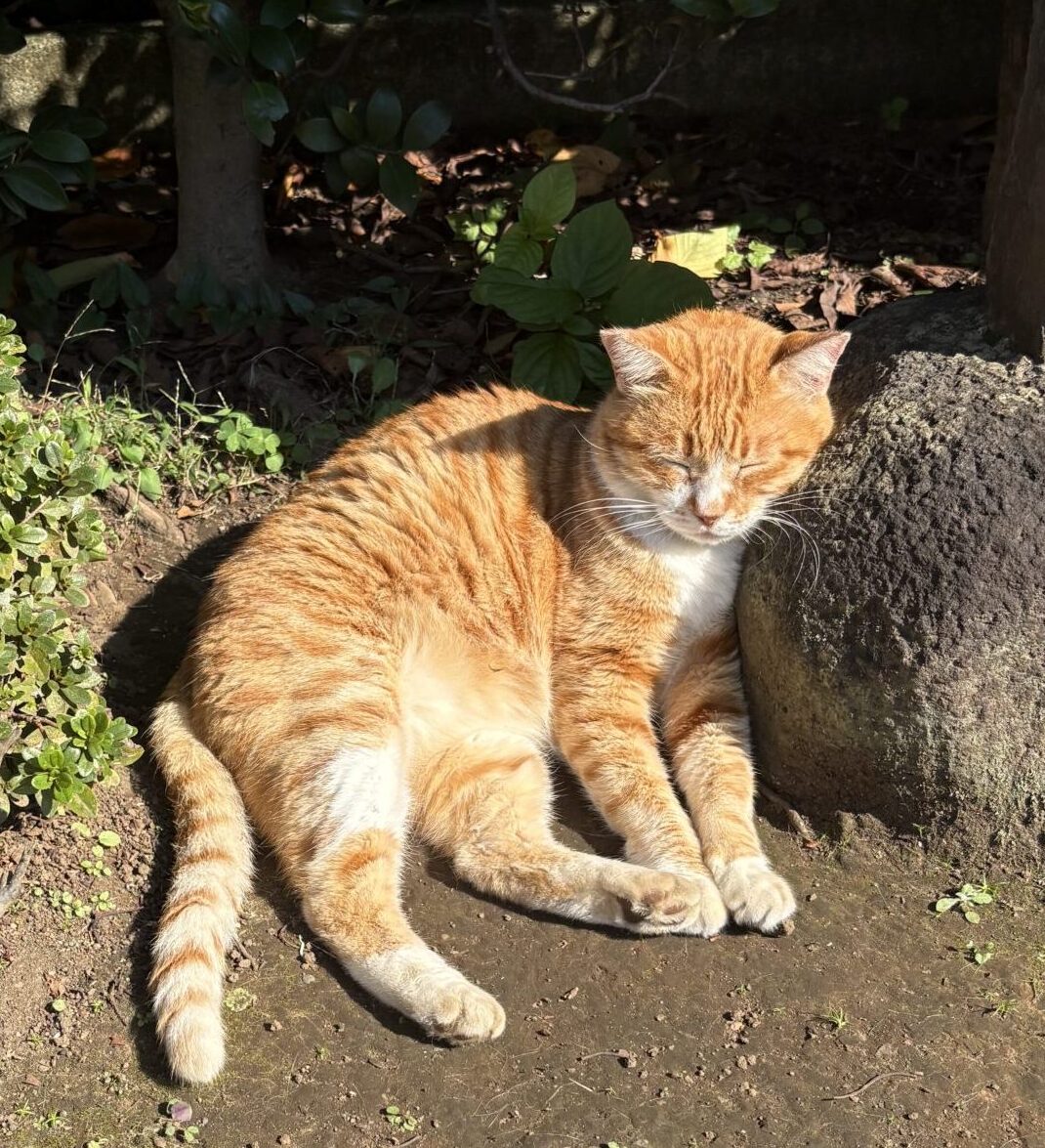 ワンちゃん、猫ちゃんの脳梗塞予防にコウケントー光線治療。